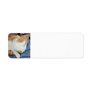 Ginger cat return address label