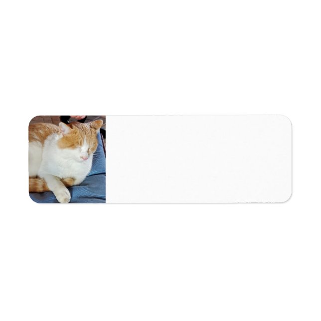 Ginger cat return address label (Front)