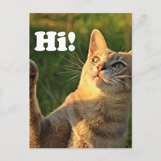 Ginger Cat Saying Hi! Postcard (Front)