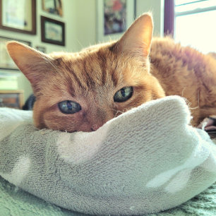Ginger Cat Says Feel Better Soon Announcement