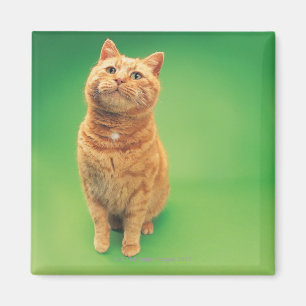Ginger cat sitting, looking upwards magnet