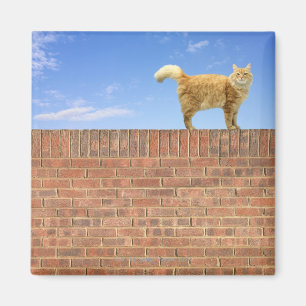 Ginger Cat Standing on Brick Wall Magnet