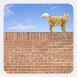 Ginger Cat Standing on Brick Wall Square Sticker