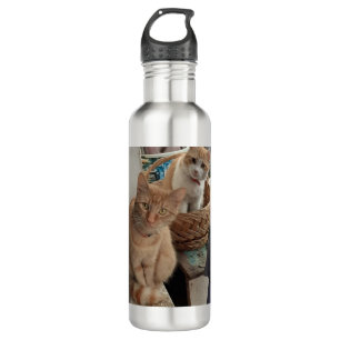 ginger cat water bottles