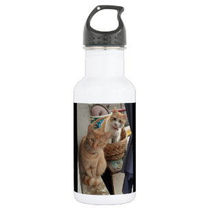 ginger cat water bottles