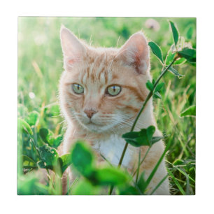 Ginger Cat with Green Eyes in Grass Ceramic Tile