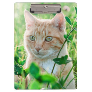 Ginger Cat with Green Eyes in Grass Clipboard