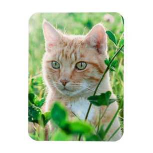 Ginger Cat with Green Eyes in Grass Magnet