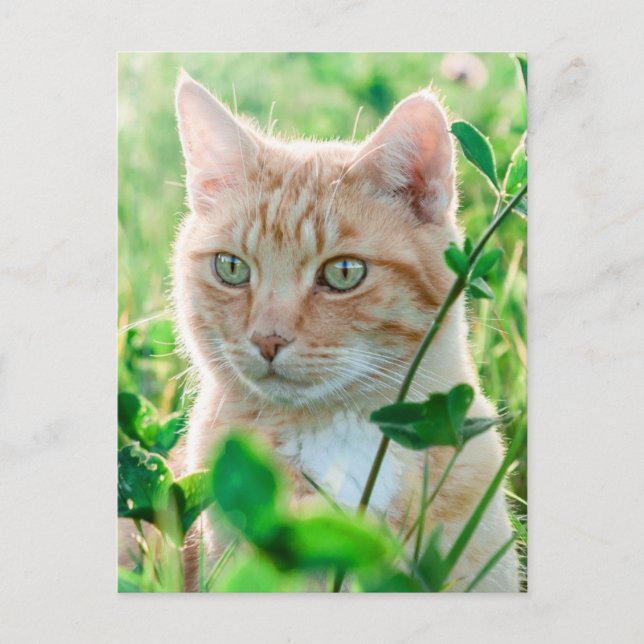 Ginger Cat with Green Eyes in Grass Postcard (Front)