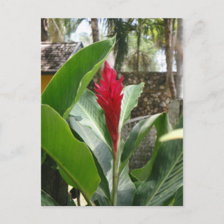 Ginger Flower Postcard