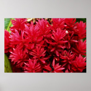 Ginger flowers, Puerto Rico flowers Poster