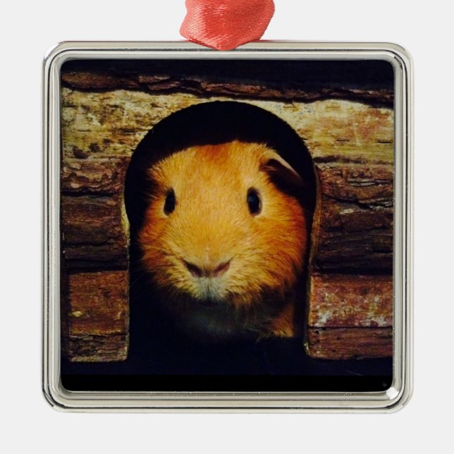 Ginger Guinea Pig Gifts Metal Ornament (Front)