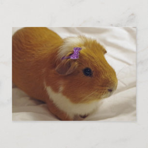 ginger guinea pig postcard