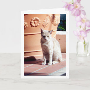 Ginger Kitten at Plant Pot Card