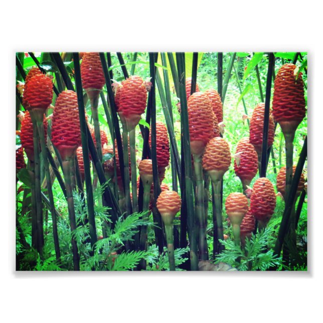 Ginger photo print (Front)