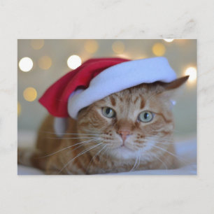 GINGER RED CAT WITH SANTA HAT POSTCARD