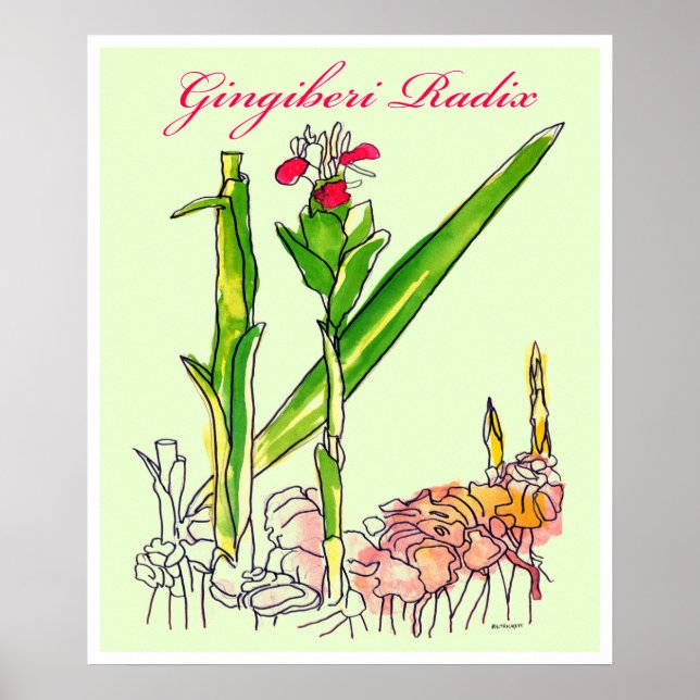 Ginger Root Watercolor Poster (Front)