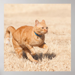Ginger Speed Poster