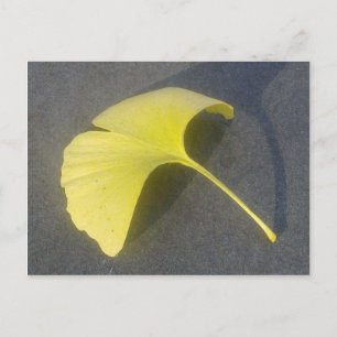 Ginkgo Biloba Leaf Postcard