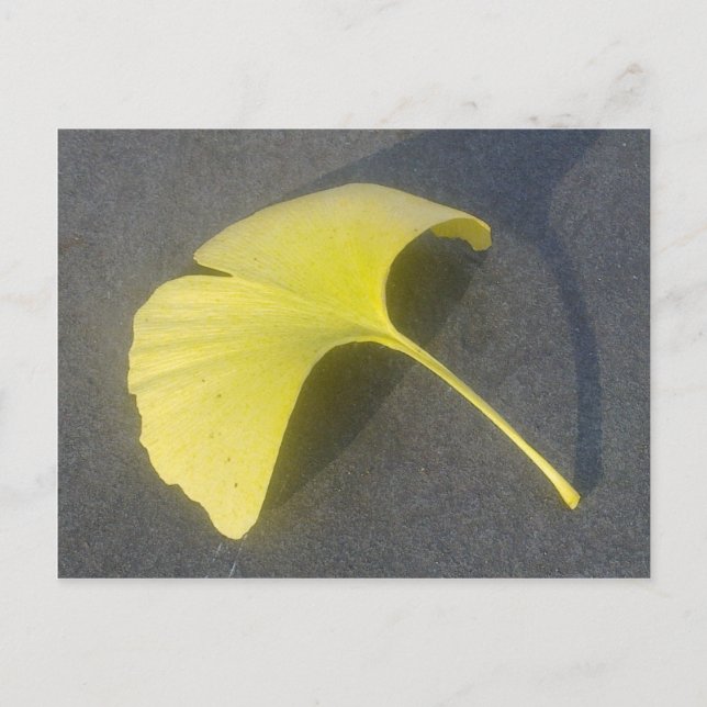 Ginkgo Biloba Leaf Postcard (Front)