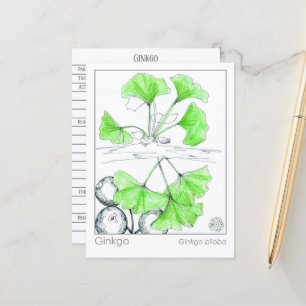 Ginkgo Biloba Medicinal Herb Study Postcard