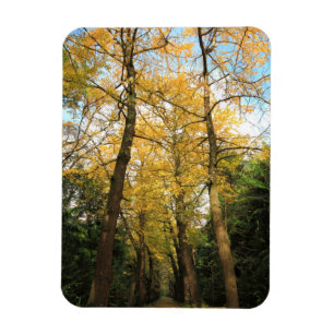 Ginkgo biloba trees magnet