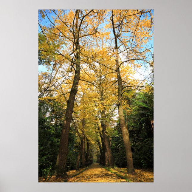 Ginkgo biloba trees poster (Front)