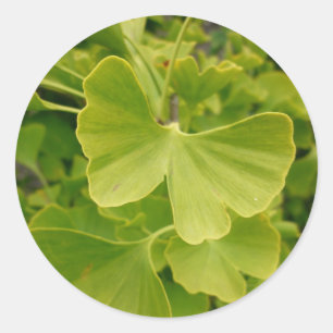 Ginkgo Butterfly Classic Round Sticker