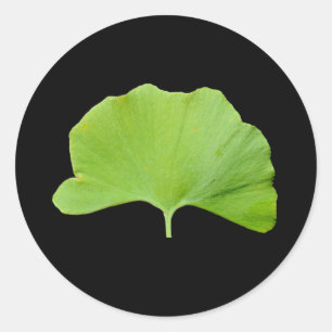 Ginkgo (Ginkgo biloba) leaf Classic Round Sticker