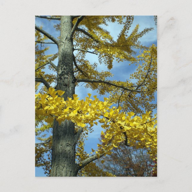 Ginkgo in fall postcard (Front)