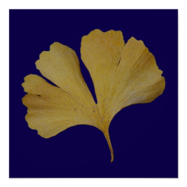 Ginkgo Leaf Poster (Front)