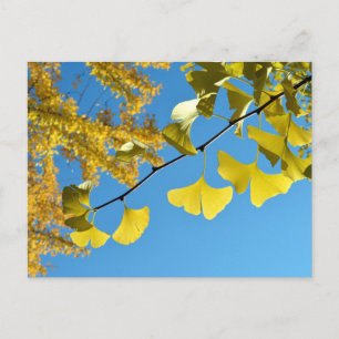 Ginkgo Leaves in Autumn Postcard