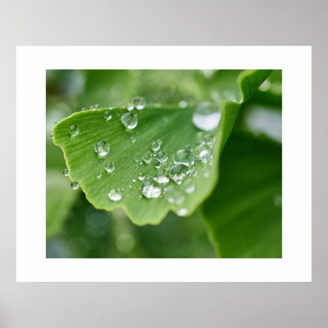 Ginkgo Plant Poster (Front)