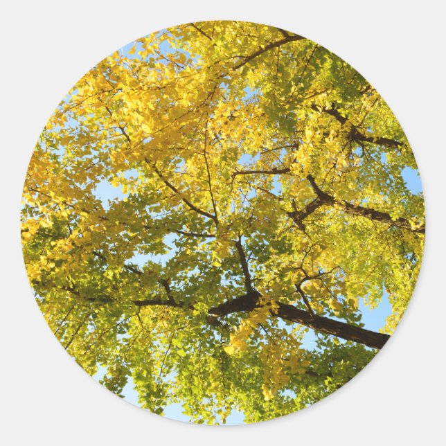 Ginkgo Tree: Japan Classic Round Sticker (Front)