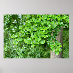 ginkgo tree with wet leaves poster