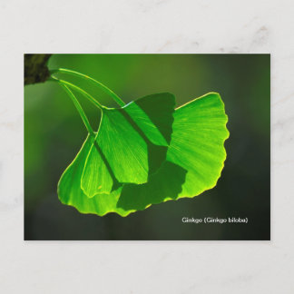 Ginkgobaum (Ginkgo biloba) Postcard