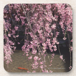 Gion, Kyoto Prefecture, Japan Coaster