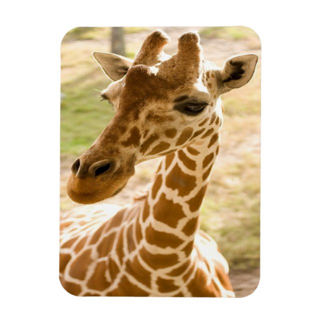 Girafa Zen Magnet (Vertical)