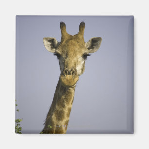 (giraffa camelopardalis), looking at camera, in magnet