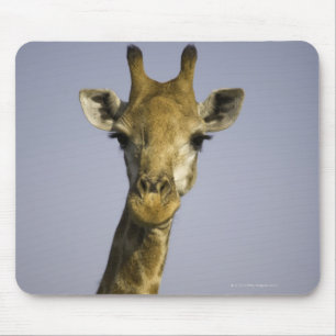 Giraffa Camelopardalis Mouse Pad