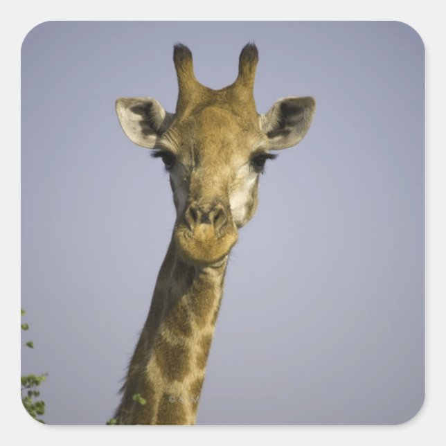 Giraffa Camelopardalis Square Sticker (Front)