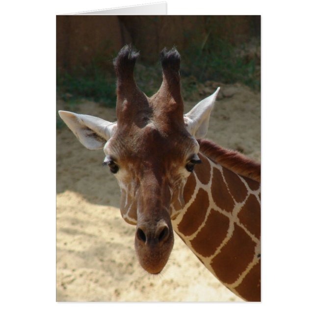Giraffe (Front)