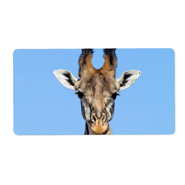 Giraffe (Front)