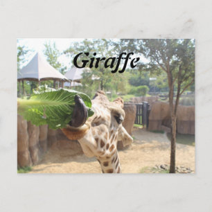 Giraffe # 12 postcard