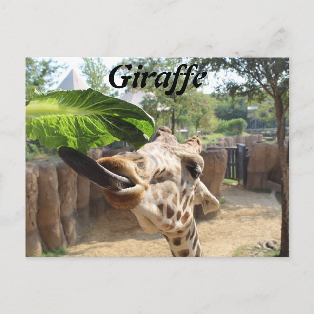 Giraffe # 14 postcard (Front)