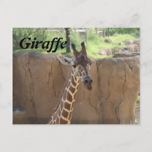 Giraffe # 15 postcard