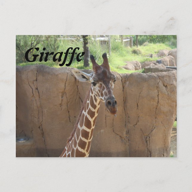 Giraffe # 15 postcard (Front)