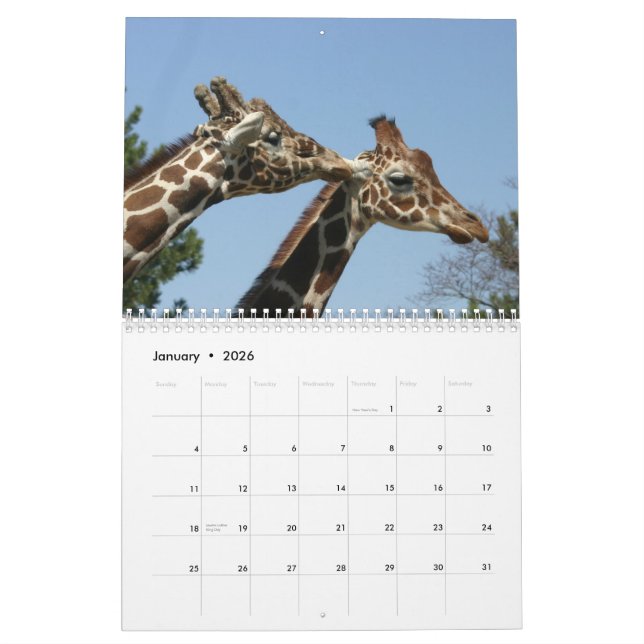 Giraffe 2009 Calendar (Jan 2026)