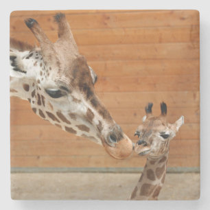 Giraffe_20151101_by_JAMFoto Stone Coaster