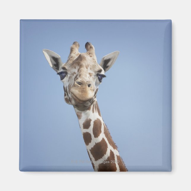 Giraffe 2 magnet (Front)